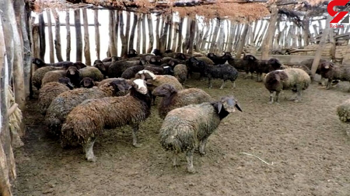 حمله پلنگ به گله چوپان خوزستانی / وحشت چوپان از نفس های پلنگ