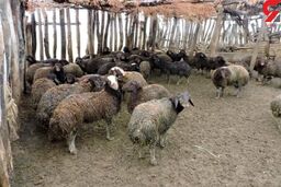 حمله پلنگ به گله چوپان خوزستانی / وحشت چوپان از نفس های پلنگ