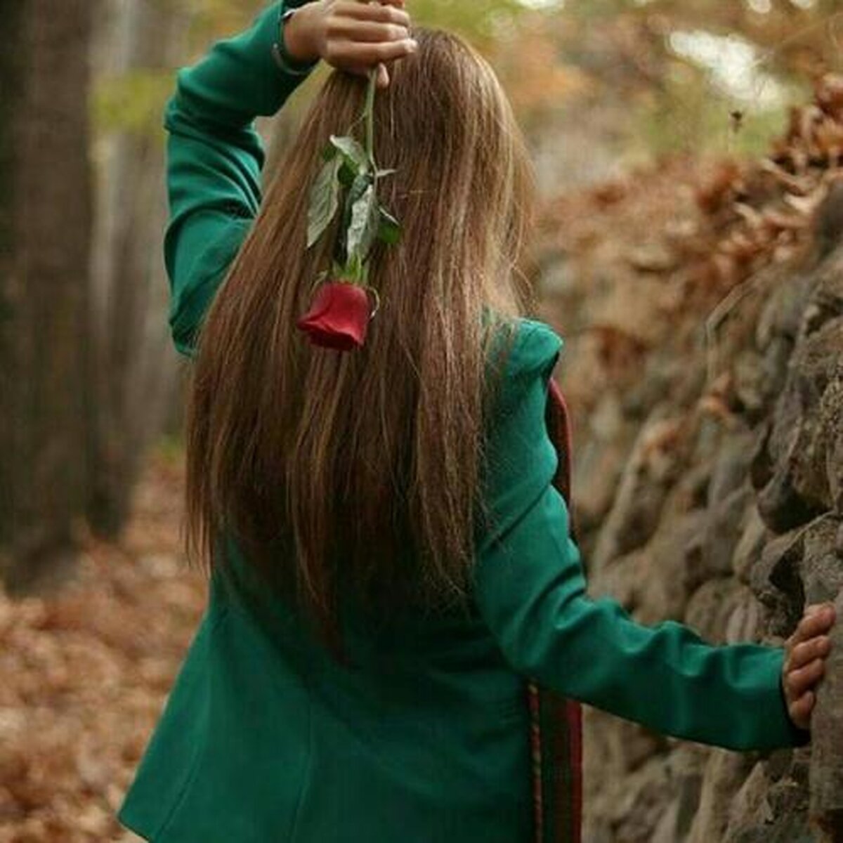 عکس پروفایل دخترونه؛ گل رز