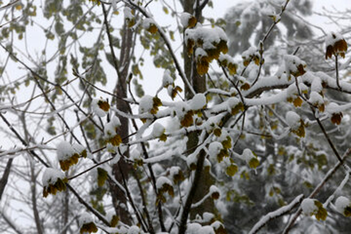 هشدار وحشتناک سازمان هواشناسی | بارش برف و باران در بیشتر استانها