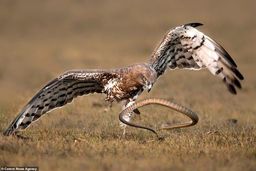 گزارش تصویری/ مار در جدال با عقاب و پایان تلخ