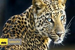 دامدار درگزی خوراک پلنگ گرسنه شد