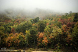  ثبت جهانی جنگل های هیرکانی به نام ایران