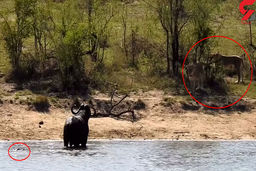 حمله همزمان شیر و تمساح به گاو میش پیر ! + فیلم شگفت انگیز