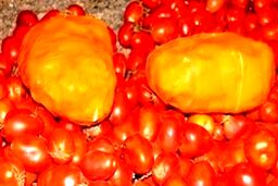 کشف گوجه فرنگی هایی که بوی حشیش می دادند