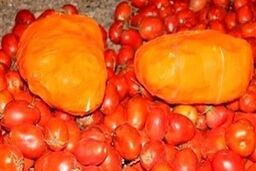 کشف گوجه فرنگی هایی که بوی حشیش می دادند