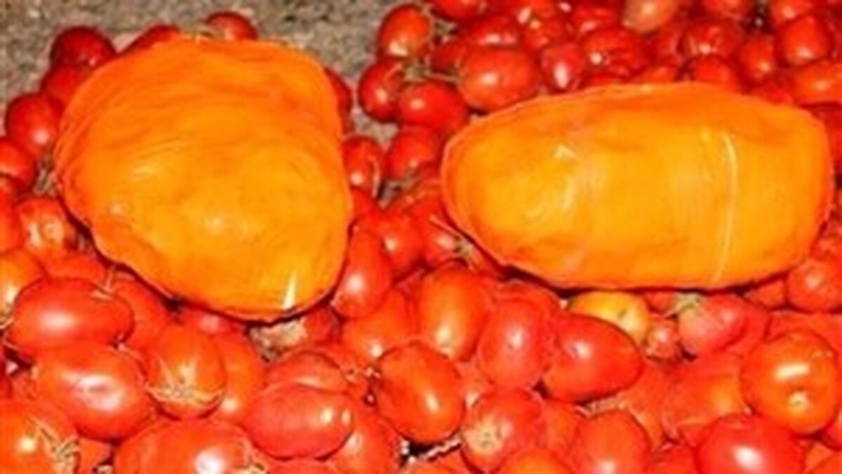 کشف گوجه فرنگی هایی که بوی حشیش می دادند
