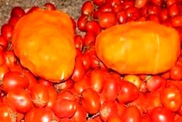 کشف گوجه فرنگی هایی که بوی حشیش می دادند