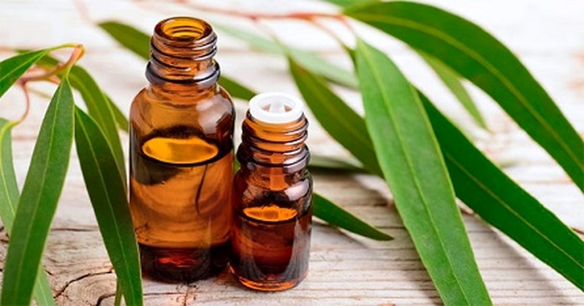 ترکیب جادویی اسانس اکالیپتوس با سایر اسانسها در آروماتراپی خانگی