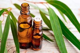 ترکیب جادویی اسانس اکالیپتوس با سایر اسانس‌ها در آروماتراپی خانگی