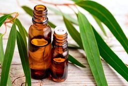 ترکیب جادویی اسانس اکالیپتوس با سایر اسانس‌ها در آروماتراپی خانگی