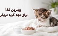به بچه گربه مریض چی بدیم (انواع غذای مفید و درمانی)