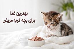 به بچه گربه مریض چی بدیم (انواع غذای مفید و درمانی)
