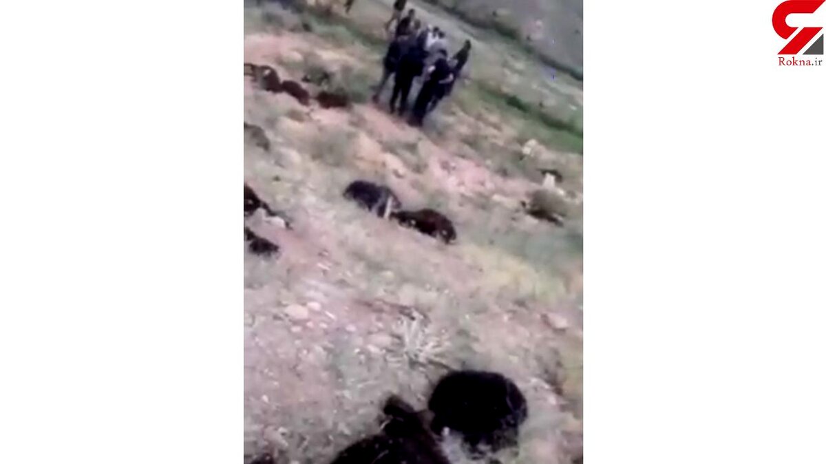 فیلم شوک آور از تصادف مرگبار پیکان با گله گوسفند / 40 گوسفند تلف شد + عکس