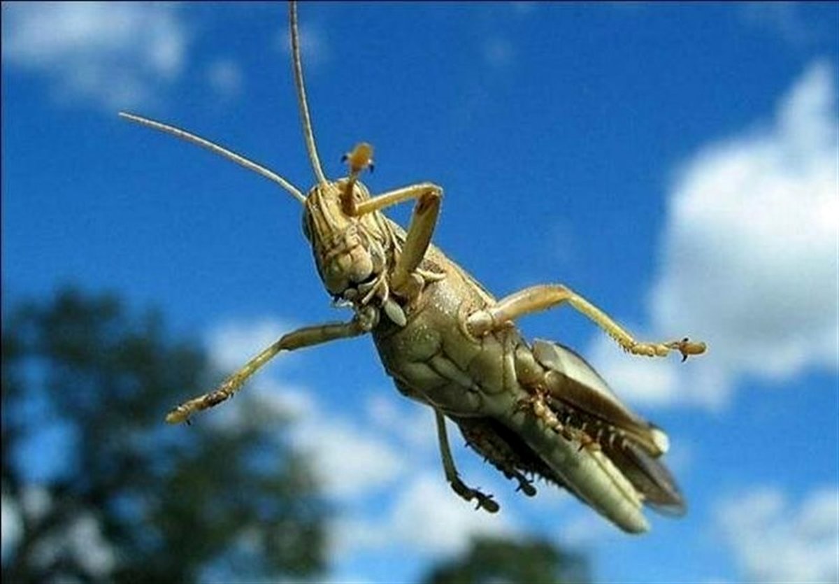 فائو: حمله ملخها به ایران عمدی نبود اما کشورهای عربی کمکاری کردند