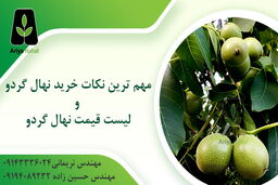 نکات خرید نهال گردو و (لیست قیمت در اسفند 1399)
