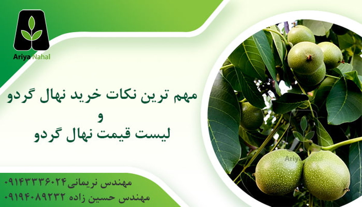 نکات خرید نهال گردو و (لیست قیمت در اسفند 1399)