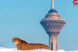 "پیروز" تلف شد/ محیط زیست: جمعیت یوز ایرانی احتمالا وارد "گردنه بطری" شده است