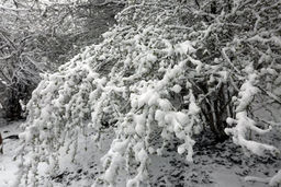 فوری : تهران امشب یخ می زند