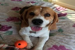 عکس | تصویر ترامپ داخل گوش یک سگ!