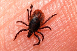 هشدار؛ فوت یک نفر بر اثر تب کریمه کنگو در کرمانشاه!