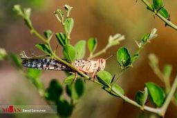 ملخ‌های صحرایی وارد کشور شده‌اند؟