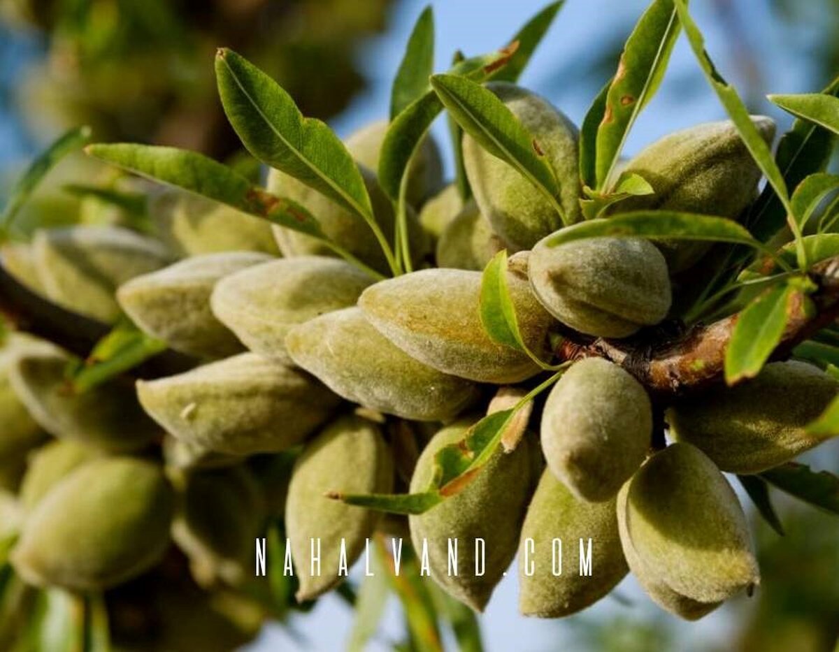 بهترین نهال های بادام راهکاری تضمینی برای احدث بهترین باغ تجاری