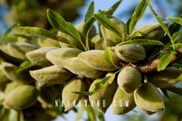 بهترین نهال های بادام راهکاری تضمینی برای احدث بهترین باغ تجاری