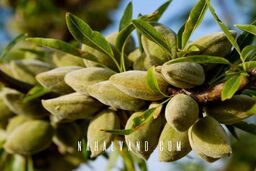 بهترین نهال های بادام راهکاری تضمینی برای احدث بهترین باغ تجاری