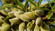بهترین نهال های بادام راهکاری تضمینی برای احدث بهترین باغ تجاری