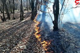 پشت پرده آتش‌سوزی در  جنگل النگ دره گلستان / جنگل‌ها را عمدی آتش می‌زنند! + فیلم
