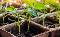 زیبا ترین حکم برای مجازات یک متهم توسط قاضی پرونده