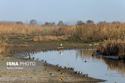برداشت بی‌رویه عامل مرگ تالاب‌های یزد است