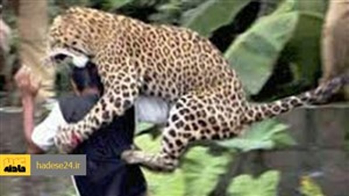 ۳ طبیعت‌ گرد در شهمیرزاد خوراک پلنگ وحشی شدند