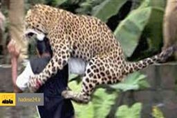 ۳ طبیعت‌ گرد در شهمیرزاد خوراک پلنگ وحشی شدند