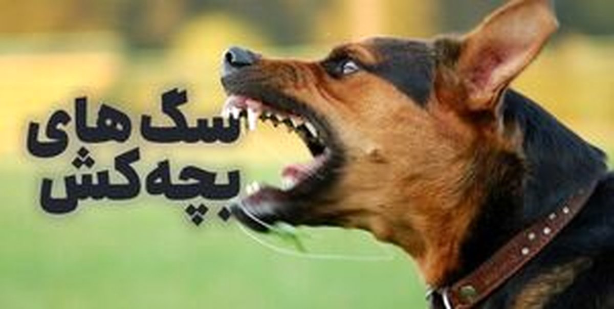 سگهای بچه کش! / ولگردهایی که طعمههایشان کودکان هستند