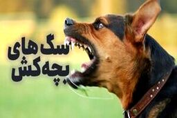 سگ‌های بچه کش! / ولگردهایی که طعمه‌هایشان کودکان هستند