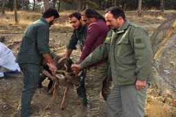 ابطال مجوز یک مرکز نگهداری حیات وحش در تهران/ انتقال چهار گوزن قرمز اروپایی به پردیسان