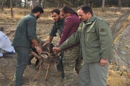 ابطال مجوز یک مرکز نگهداری حیات وحش در تهران/ انتقال چهار گوزن قرمز اروپایی به پردیسان