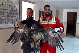  زنده گیری عقاب سرگردان در یک ساختمان نیمه کاره در کرج