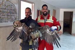  زنده گیری عقاب سرگردان در یک ساختمان نیمه کاره در کرج