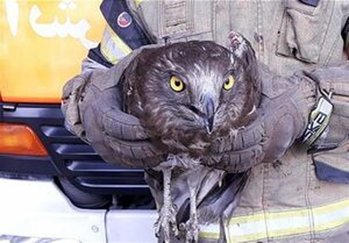 پرنده شکاری به یک مغازه در تهران پناه آورد+ تصاویر