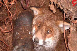 آیا شکار روباه جرم دارد؟