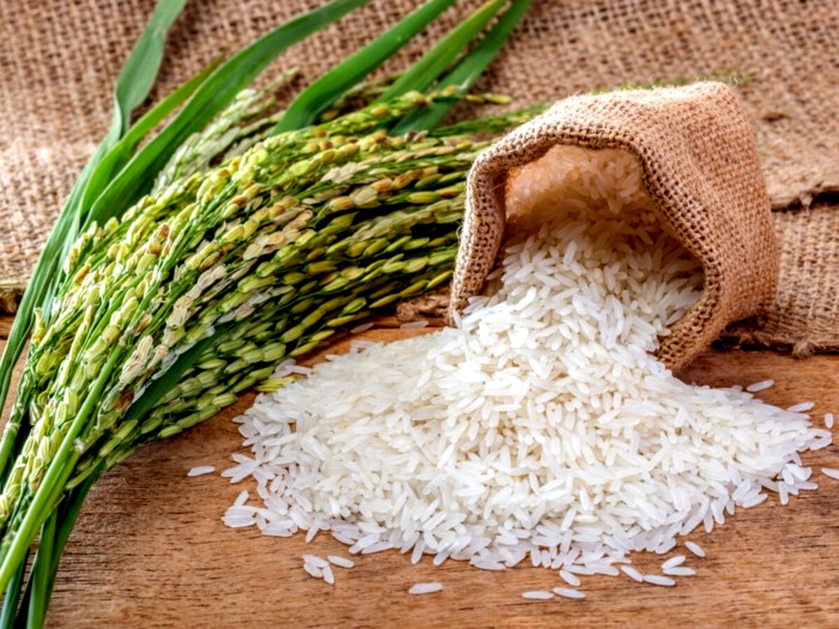 بهترین نوع برنج شمال در کدام شهرها کشت می‌شود؟