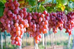 این میوه خاضیت ضدآفتاب دارد!