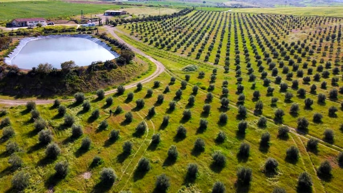 شرایط کشاورزی در قبرس شمالی چگونه است؟