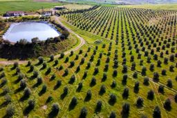 شرایط کشاورزی در قبرس شمالی چگونه است؟