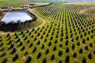 شرایط کشاورزی در قبرس شمالی چگونه است؟