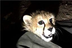 حال «ایران» یوزپلنگ تازه‌کشف شده خوب است