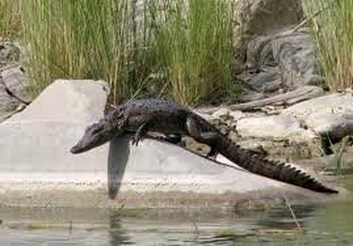 باران و حیاتی دوباره برای تمساحهای منطقه سرباز